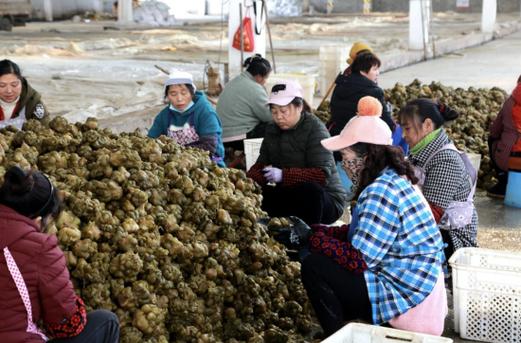 酉阳做强榨菜产业全力建设和美苍岭