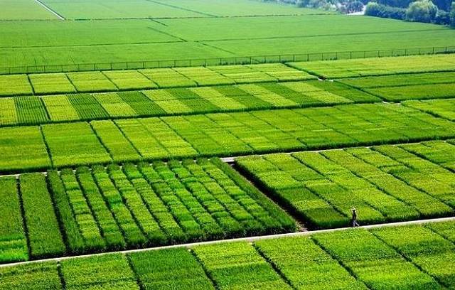 国家统计局:新中国成立70周年农业产业发展情况报告